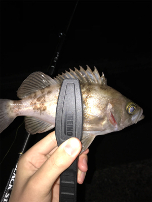 アジを求めて⑦