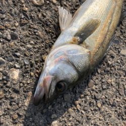 久々のデイシーバス