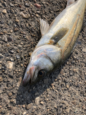 久々のデイシーバス