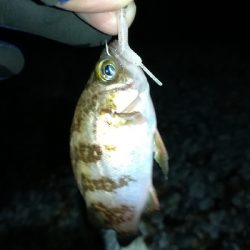 ナイトメバリング