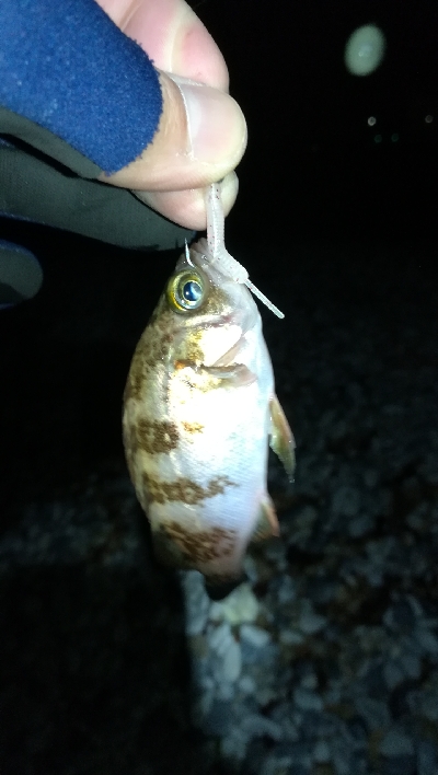 ナイトメバリング