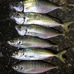 アジング気持ちよかったぁー