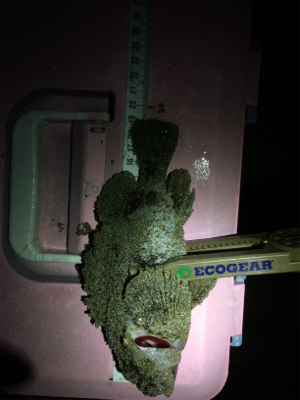 泉南サーフゲーム