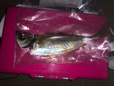 尺アジを求めて！