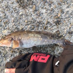 アイナメガシラ