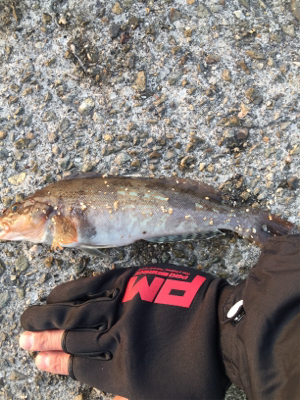 アイナメガシラ