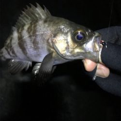 子供が寝てからのお楽しみ♪