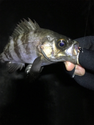 子供が寝てからのお楽しみ♪
