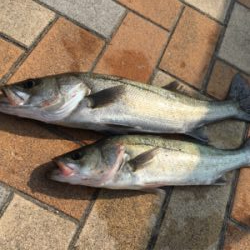 朝からエビ撒き