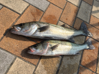 朝からエビ撒き