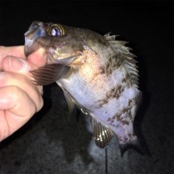 メバリング好調