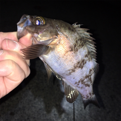 メバリング好調