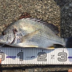 今シーズン初釣果