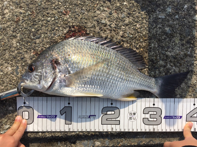 今シーズン初釣果