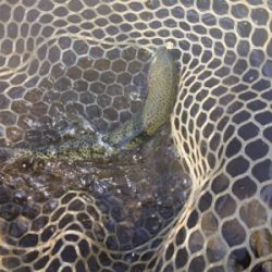 エリアトラウト