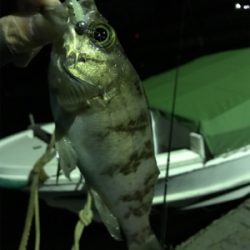 生口島ライトゲーム②