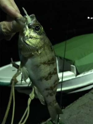 生口島ライトゲーム②