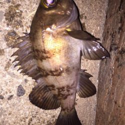 内港でのメバリング