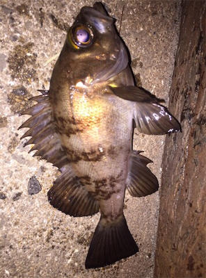 内港でのメバリング