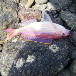 イトヨリダイ！