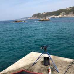 今年初アオリイカ