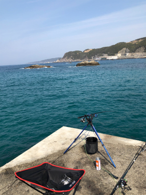 今年初アオリイカ