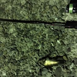 アジングの予定が