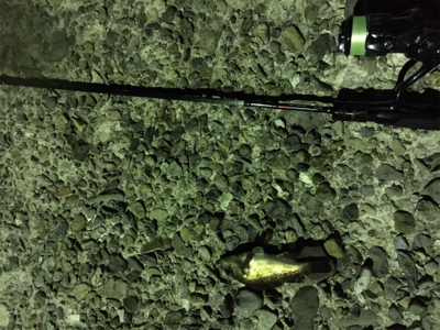 アジングの予定が