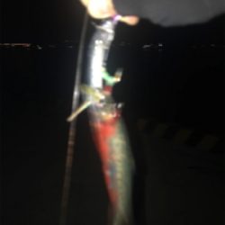 なぜか⁇イワシ‼️