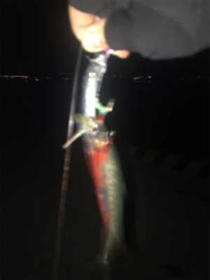 なぜか⁇イワシ‼࿠…