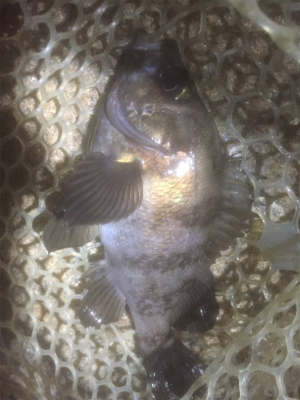 久しぶりのメバル