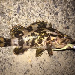 今夜のメバルはちっちゃい!