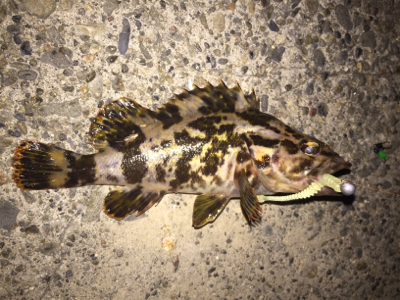 今夜のメバルはちっちゃい！