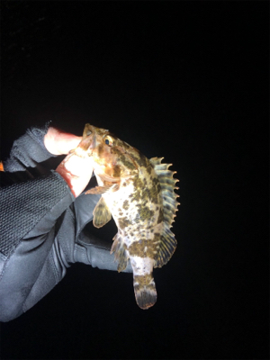 そろそろアジがいるかな〜と思って