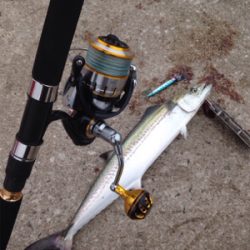 鳥、アジの小群れは、居るものの。