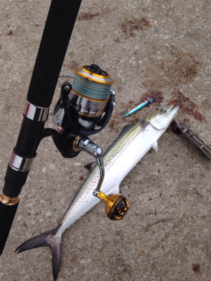 鳥、アジの小群れは、居るものの。