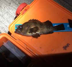 サイズが上がりません