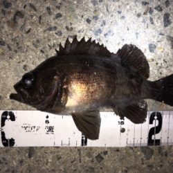 春本番のメバリング