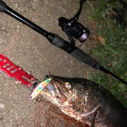 久しぶりの良型