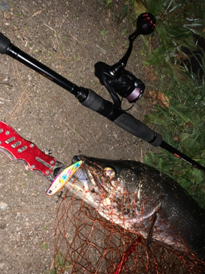 久しぶりの良型