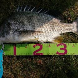 お花見前のプチチニング