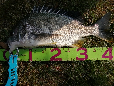 お花見前のプチチニング