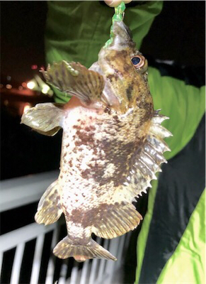 メバソイメバメバ