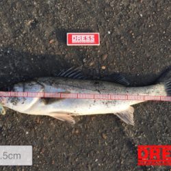 ユウマヅメの一瞬