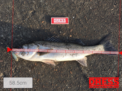 ユウマヅメの一瞬