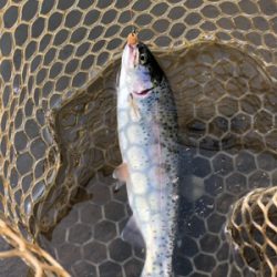 エリアトラウト