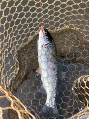 エリアトラウト