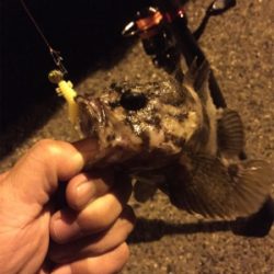 久しぶりのメバル！