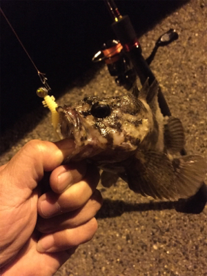 久しぶりのメバル！