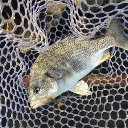 淀川ブリームゲーム もうすぐ春かな？